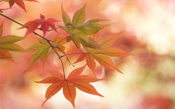 Кленовые листья, осень, веточки, блики обои,s изображение