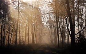 Утро, лес, деревья, дорога, туман