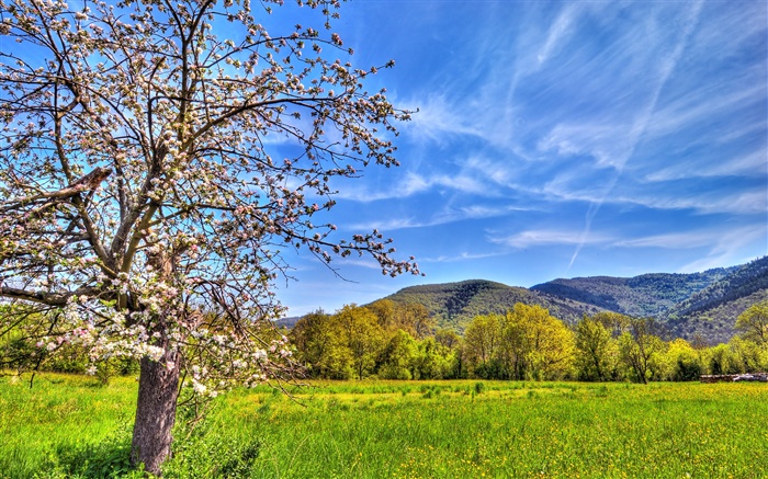 Горы, дерево, поле, весна обои,s изображение
