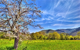 Горы, дерево, поле, весна HD обои
