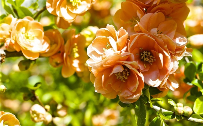 Оранжевые цветы, айва цвести обои,s изображение