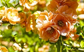 Оранжевые цветы, айва цвести