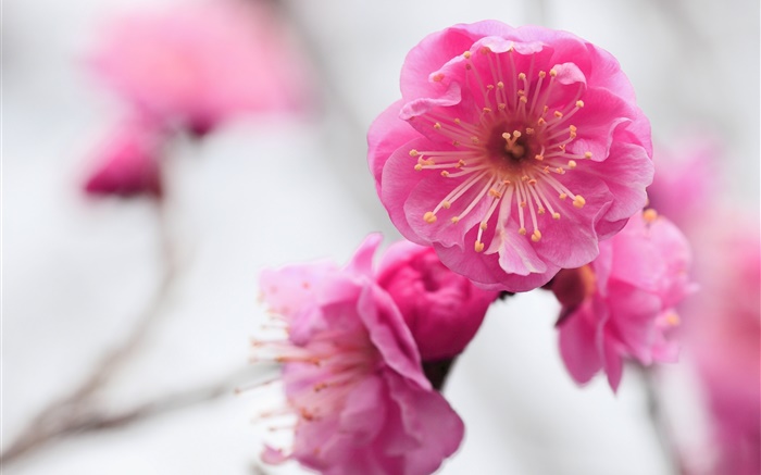 Розовые цветы абрикоса, ветви, помутнение обои,s изображение