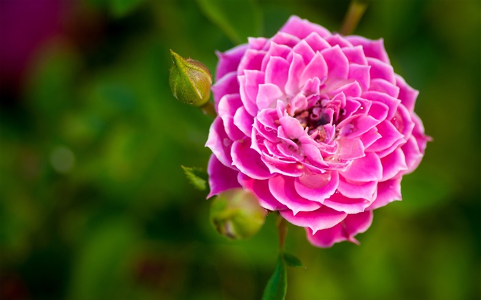Розовая роза цветок крупным планом, почки, боке обои,s изображение