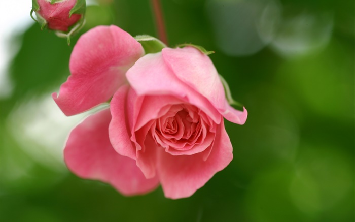 Розовые розы цветок, лепестки, бутоны обои,s изображение