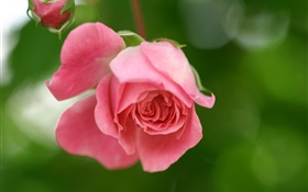 Розовые розы цветок, лепестки, бутоны HD обои