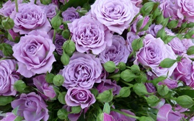 Фиолетовый розы, цветы, бутоны HD обои