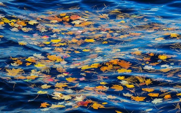 Река, вода, желтые листья, осень обои,s изображение