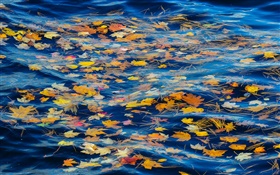 Река, вода, желтые листья, осень HD обои