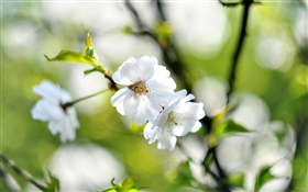 Весна, белые цветы, вишня, размытия фона HD обои