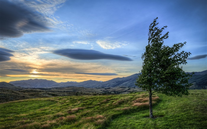 Закат, облака, поле, дерево, ветер обои,s изображение
