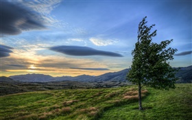 Закат, облака, поле, дерево, ветер HD обои