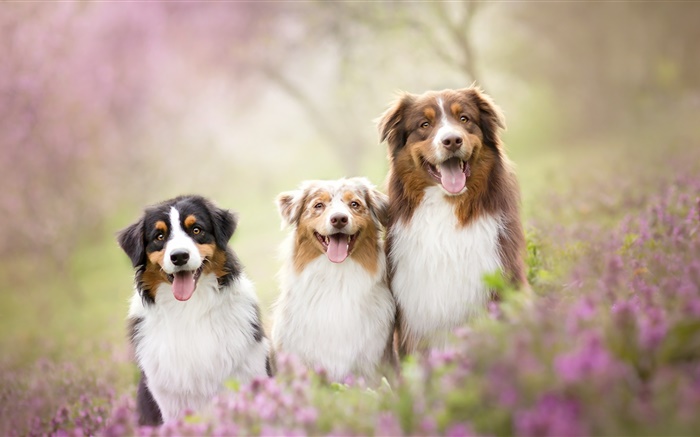 Три собаки, цветы обои,s изображение