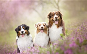 Три собаки, цветы HD обои