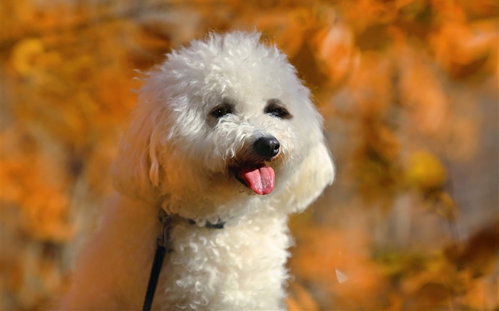 Белый пудель, милая собака обои,s изображение