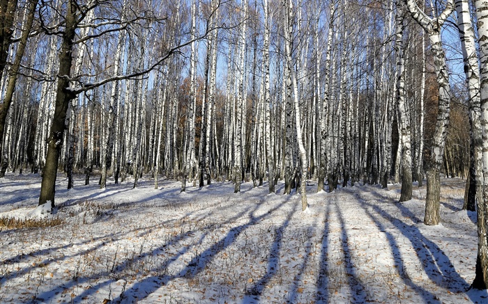 Зима, береза, деревья, снег обои,s изображение