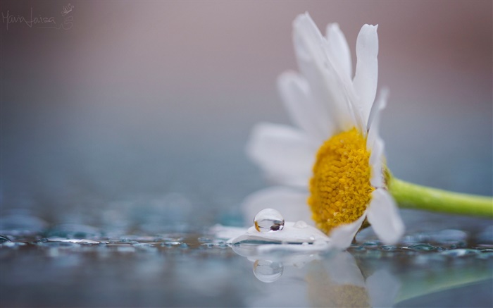 Белой ромашки цветок, роса, капли воды обои,s изображение
