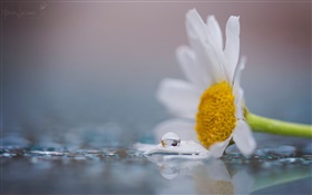 Белой ромашки цветок, роса, капли воды HD обои