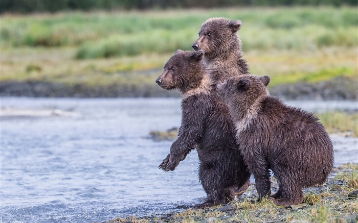 Аляска, Национальный парк Katmai, три медведя, тигрята, озеро обои,s изображение