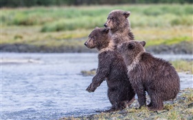 Аляска, Национальный парк Katmai, три медведя, тигрята, озеро HD обои