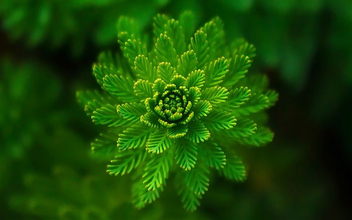 Водоросли растения макро, трава, зеленый, боке обои,s изображение
