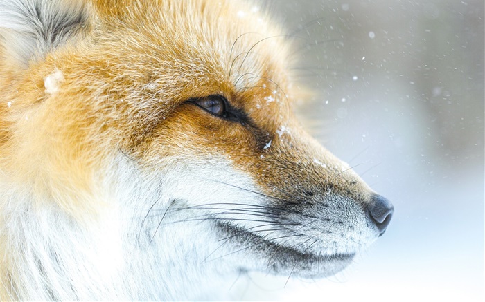 Животное лисы крупным планом, лицо, зима обои,s изображение