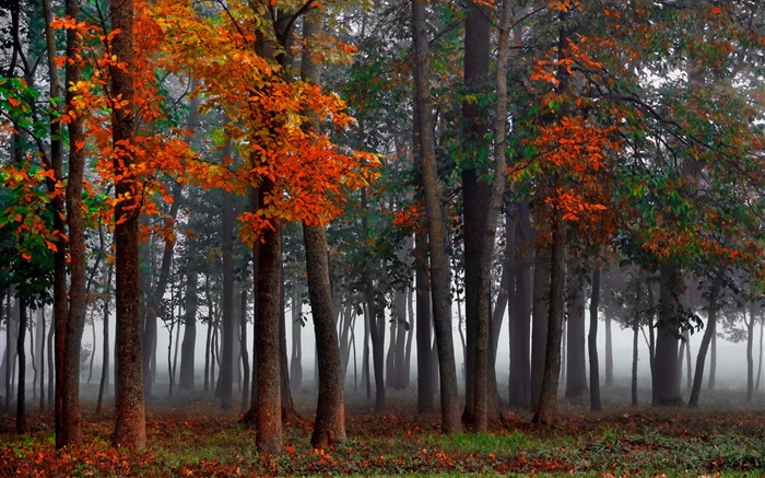 Осень, лес, деревья, туман, утро обои,s изображение
