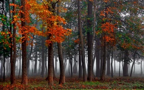Осень, лес, деревья, туман, утро HD обои