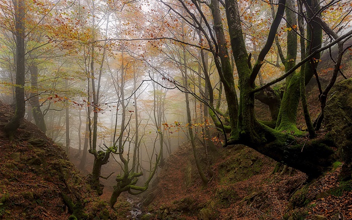 Страна Басков, Испания, деревья, туман, осень, утро обои,s изображение