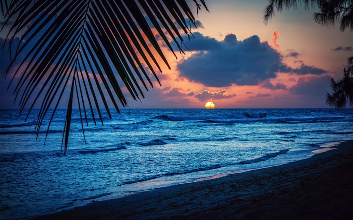 Пляж, вечер, закат, облака, листья, Карибское море обои,s изображение