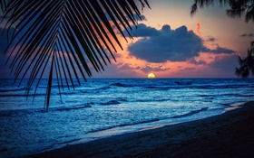 Пляж, вечер, закат, облака, листья, Карибское море HD обои