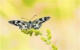 Черная белая бабочка, желтый цветок