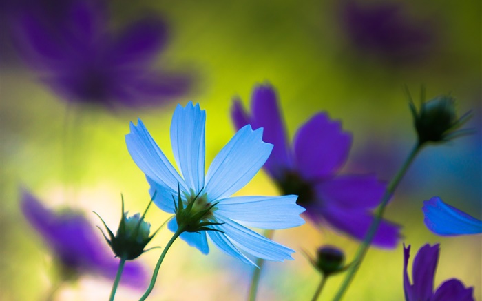 Синие и фиолетовые цветы, лето, размытие обои,s изображение