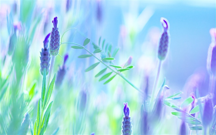 Синие цветы, фиолетовый, лето, размытия фона обои,s изображение