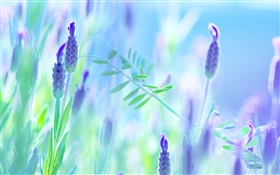Синие цветы, фиолетовый, лето, размытия фона