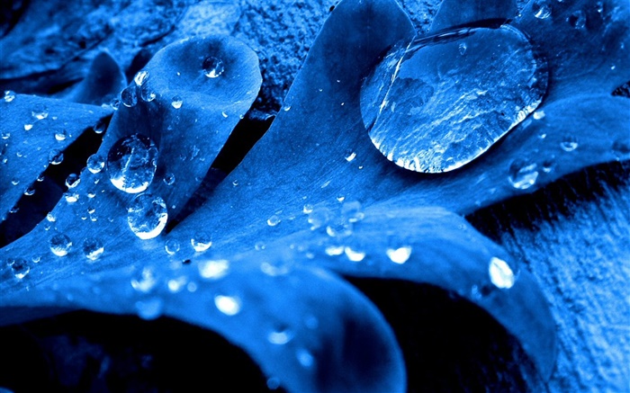 Синий лист крупным планом, капли воды обои,s изображение