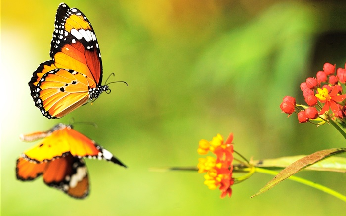 Бабочка, красные цветы обои,s изображение