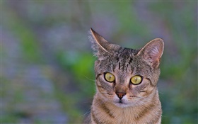 Cat крупным планом, желтые глаза, зеленый фон HD обои