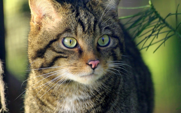 Кошка взгляд, лицо, глаза обои,s изображение