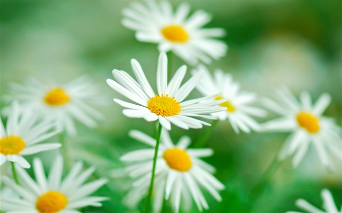 Ромашка цветы, белые лепестки, размытие фона обои,s изображение