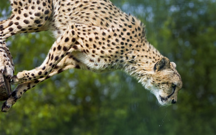 Гепард прыжок, большая кошка обои,s изображение
