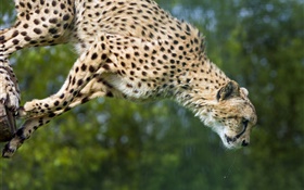 Гепард прыжок, большая кошка HD обои