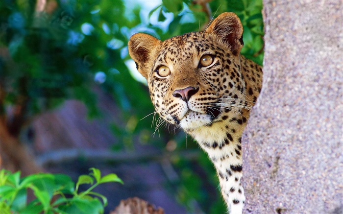 Любопытство леопард, лицо, глаза, камень обои,s изображение