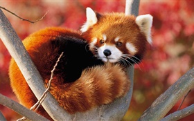 Симпатичные животное в дерево, красная панда HD обои