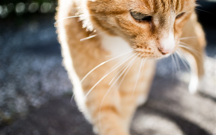 Симпатичный кот крупным планом, усов, вид спереди обои,s изображение