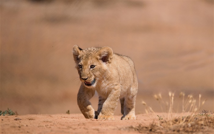 Симпатичный маленький львенок, прогулка, цокольный обои,s изображение