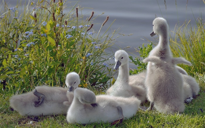 Симпатичные маленькие лебеди, птицы обои,s изображение