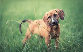 Собака в траве, зеленый