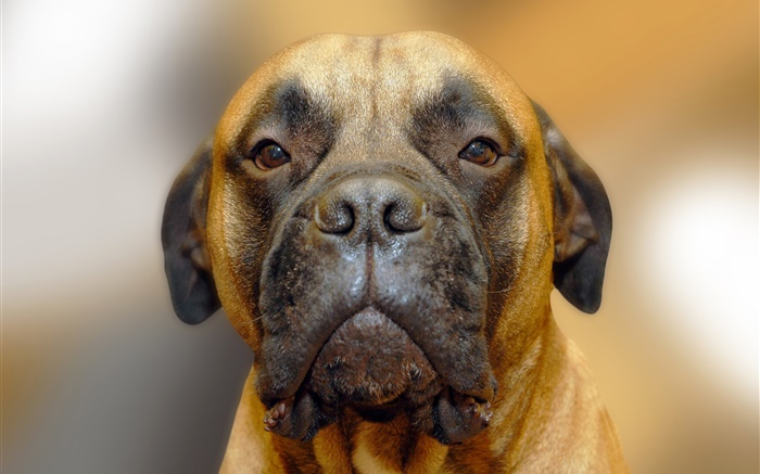Собака портрет, лицо обои,s изображение