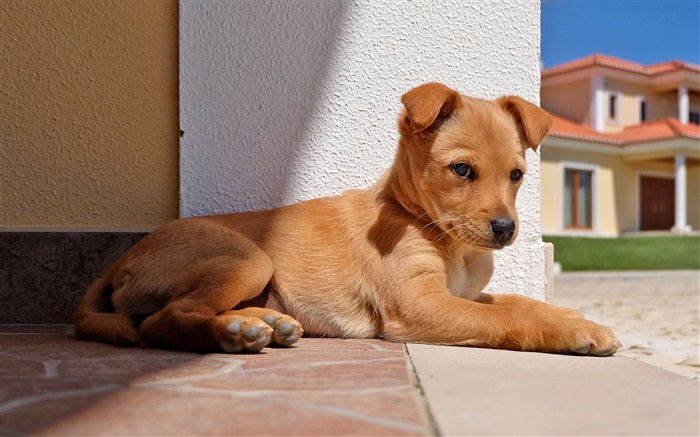 Собака отдых, солнце обои,s изображение